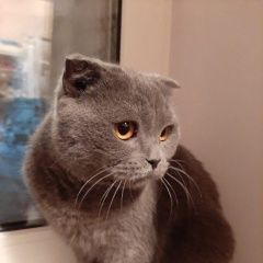 Подробнее об объявлении «Найден кот, британский вислоухий, киномакс Томск» Фото: найдена кошка Британская короткошерстная кошка «Найден кот, британский вислоухий, киномакс Томск» в г. Томск