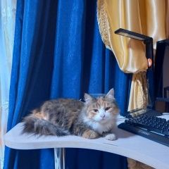 Подробнее об объявлении «Ярославль Найдена кошка» Фото: найдена кошка  «Ярославль Найдена кошка» в г. Ярославль