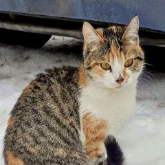Подробнее об объявлении «Найдена кошка трёхцветная Серпухов» Фото: найдена кошка  «Найдена кошка трёхцветная Серпухов» в г. Серпухов