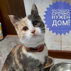 Подробнее об объявлении «Найдена кошка подросток трехцветная Красногорск» Фото: найдена кошка  «Найдена кошка подросток трехцветная Красногорск» в г. Красногорск