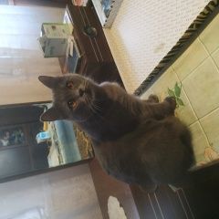 Подробнее об объявлении «Найден кот Ставрополь» Фото: найдена кошка Британская короткошерстная кошка «Найден кот Ставрополь» в г. Ставрополь