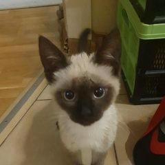 Подробнее об объявлении «Москва Найден кот» Фото: найдена кошка Сиамская кошка «Москва Найден кот» в г. Москва