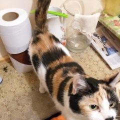 Подробнее об объявлении «Найдена кошка Санкт-Петербург» Фото: найдена кошка  «Найдена кошка Санкт-Петербург» в г. Санкт-Петербург