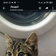 Подробнее об объявлении «Москва Найдена кошка котенок» Фото: найдена кошка  «Москва Найдена кошка котенок» в г. Москва