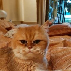 Подробнее об объявлении «Москва Найдена кошка на западе москвы» Фото: найдена кошка  «Москва Найдена кошка на западе москвы» в г. Москва