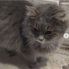 Картинка найдена кошка В городе Ступино обнаружилась кисуля. Ступино