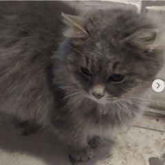 Подробнее об объявлении «Ступино Найдена кошка или кот серый» Фото: найдена кошка  «Ступино Найдена кошка или кот серый» в г. Ступино