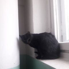 Подробнее об объявлении «Обнинск Найдена кошка» Фото: найдена кошка  «Обнинск Найдена кошка» в г. Обнинск