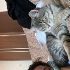 Подробнее об объявлении «Найден кот. Мценск» Фото: найдена кошка  «Найден кот. Мценск» в г. Мценск