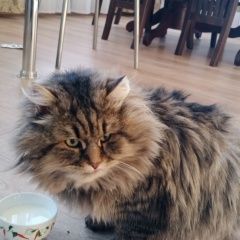 Картинка найдена кошка В городе Саратов обнаружен котик. Саратов