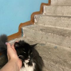 Подробнее об объявлении «Найдена кошка Североморск» Фото: найдена кошка  «Найдена кошка Североморск» в г. Североморск