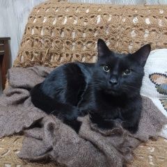 Подробнее об объявлении «Красноярск Найдена кошка милый котик» Фото: найдена кошка  «Красноярск Найдена кошка милый котик» в г. Красноярск