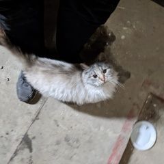 Подробнее об объявлении «Москва Найдена кошка» Фото: найдена кошка  «Москва Найдена кошка» в г. Москва