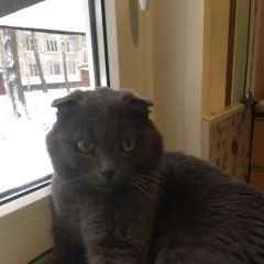 Подробнее об объявлении «Найден кот нашли кота. Санкт-Петербург» Фото: найдена кошка Скоттиш фолд (шотландская вислоухая) «Найден кот нашли кота. Санкт-Петербург» в г. Санкт-Петербург