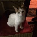 Подробнее об объявлении «Санкт-Петербург Найдена кошка» Фото: найдена кошка  «Санкт-Петербург Найдена кошка» в г. Санкт-Петербург