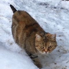 Подробнее об объявлении «Москва Найдена кошка или кот шотландской породы» Фото: найдена кошка Скоттиш страйт (шотландская прямоухая) «Москва Найдена кошка или кот шотландской породы» в г. Москва