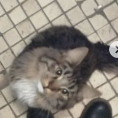 Подробнее об объявлении «Найдена кошка или кот пушистая Красногорск» Фото: найдена кошка  «Найдена кошка или кот пушистая Красногорск» в г. Красногорск