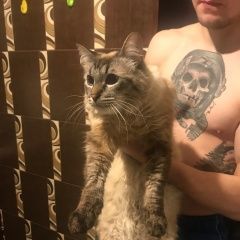 Подробнее об объявлении «Найдена кошка или котик. Санкт-Петербург» Фото: найдена кошка  «Найдена кошка или котик. Санкт-Петербург» в г. Санкт-Петербург