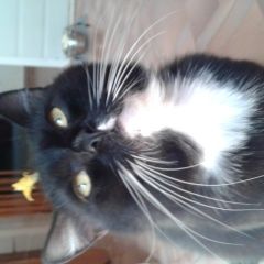 Подробнее об объявлении «Найден кота нашли. Мценск» Фото: найдена кошка  «Найден кота нашли. Мценск» в г. Мценск