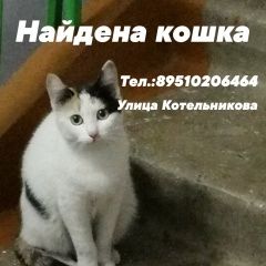 Подробнее об объявлении «Владивосток Найдена кошка ул. котельникова» Фото: найдена кошка  «Владивосток Найдена кошка ул. котельникова» в г. Владивосток