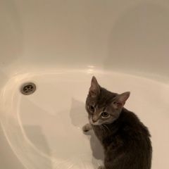 Подробнее об объявлении «Мытищи Найден котёнок серого окраса» Фото: найдена кошка  «Мытищи Найден котёнок серого окраса» в г. Мытищи