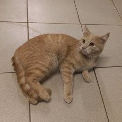Подробнее об объявлении «Москва Найдена кошка рыжий кот» Фото: найдена кошка  «Москва Найдена кошка рыжий кот» в г. Москва