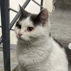 Подробнее об объявлении «Раменское Найдена кошка или кот» Фото: найдена кошка  «Раменское Найдена кошка или кот» в г. Раменское
