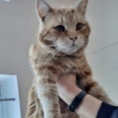 Подробнее об объявлении «Москва Найден кот рыжий кот» Фото: найдена кошка  «Москва Найден кот рыжий кот» в г. Москва