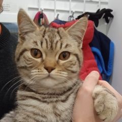Подробнее об объявлении «Найдена кошка Сочи» Фото: найдена кошка  «Найдена кошка Сочи» в г. Сочи