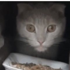 Подробнее об объявлении «Москва Найдена кошка или кот вислоухий» Фото: найдена кошка  «Москва Найдена кошка или кот вислоухий» в г. Москва