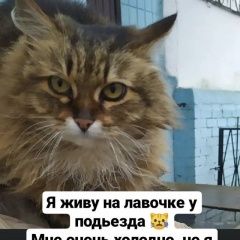 Картинка найдена кошка В городе Солнечногорск нашлась киска. Солнечногорск