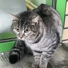 Подробнее об объявлении «Найдена кошка или кот Звенигород» Фото: найдена кошка  «Найдена кошка или кот Звенигород» в г. Звенигород