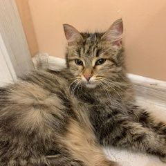 Подробнее об объявлении «Найдена кошка Звенигород» Фото: найдена кошка  «Найдена кошка Звенигород» в г. Звенигород