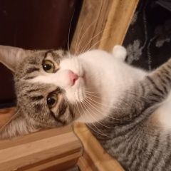 Подробнее об объявлении «Москва Найден кот» Фото: найдена кошка  «Москва Найден кот» в г. Москва