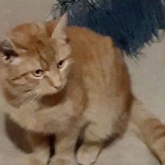 Подробнее об объявлении «Москва Найден кот рыжий кот» Фото: найдена кошка  «Москва Найден кот рыжий кот» в г. Москва