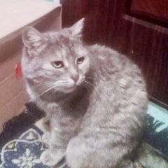 Подробнее об объявлении «Коломна Найдена кошка серая» Фото: найдена кошка  «Коломна Найдена кошка серая» в г. Коломна