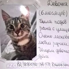 Подробнее об объявлении «Найдена кошка котёнок-подросток Красногорск» Фото: найдена кошка  «Найдена кошка котёнок-подросток Красногорск» в г. Красногорск