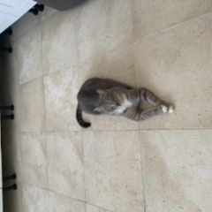 Подробнее об объявлении «Москва Найдена кошка домашняя кошка» Фото: найдена кошка  «Москва Найдена кошка домашняя кошка» в г. Москва