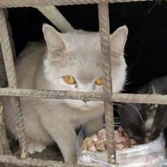 Подробнее об объявлении «Найдена кошка котёнок породистый Орехово-Зуево» Фото: найдена кошка  «Найдена кошка котёнок породистый Орехово-Зуево» в г. Орехово-Зуево