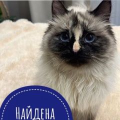 Подробнее об объявлении «Найдена кошка или кот пушистый Красногорск» Фото: найдена кошка  «Найдена кошка или кот пушистый Красногорск» в г. Красногорск