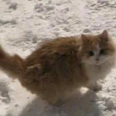 Подробнее об объявлении «Найдена кошка или кот рыжий пушистый Серпухов» Фото: найдена кошка  «Найдена кошка или кот рыжий пушистый Серпухов» в г. Серпухов