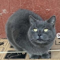 Подробнее об объявлении «Москва Найдена кошка серо-голубая» Фото: найдена кошка  «Москва Найдена кошка серо-голубая» в г. Москва