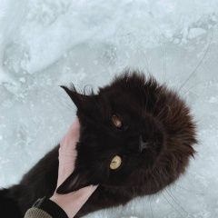 Подробнее об объявлении «Краснодар Найден кот» Фото: найдена кошка  «Краснодар Найден кот» в г. Краснодар