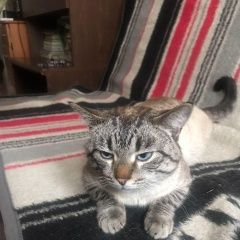 Подробнее об объявлении «Москва Найден кот домашний кот» Фото: найдена кошка  «Москва Найден кот домашний кот» в г. Москва