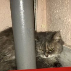 Подробнее об объявлении «Москва Найдена кошка серая пушистая» Фото: найдена кошка  «Москва Найдена кошка серая пушистая» в г. Москва