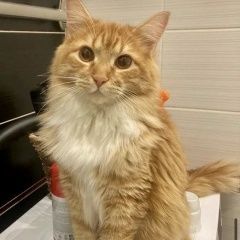 Подробнее об объявлении «Найден кот рыжий кот Красногорск» Фото: найдена кошка  «Найден кот рыжий кот Красногорск» в г. Красногорск