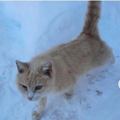 Подробнее об объявлении «Найден кот рыжий Орехово-Зуево» Фото: найдена кошка  «Найден кот рыжий Орехово-Зуево» в г. Орехово-Зуево