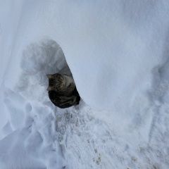 Подробнее об объявлении «Удельная Найдена кошка» Фото: найдена кошка  «Удельная Найдена кошка» в г. Удельная