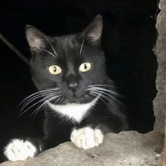 Подробнее об объявлении «Москва Найдена кошка кот чёрный с белым» Фото: найдена кошка  «Москва Найдена кошка кот чёрный с белым» в г. Москва