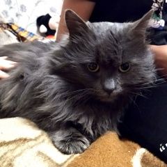 Подробнее об объявлении «Покров Найден кот серо-голубой» Фото: найдена кошка  «Покров Найден кот серо-голубой» в г. Покров